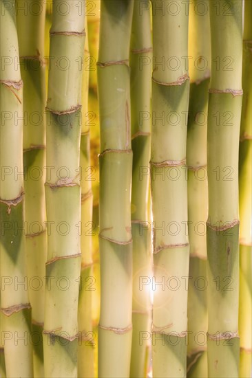 Close up of bamboo shoots.