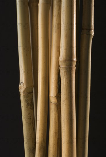 Studio shot of bamboo shoots.