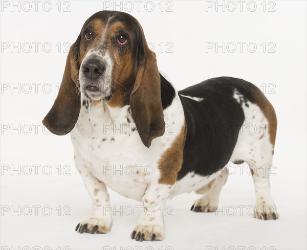 Portrait of a bassett hound.