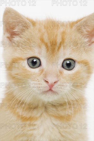 Portrait of a kitten.
