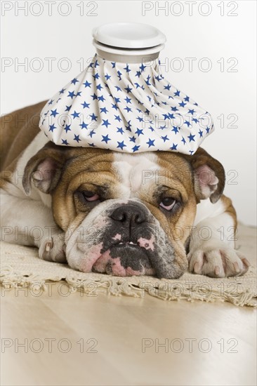 Bulldog with an icepack on head.