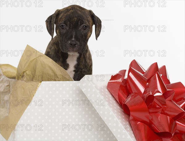 Pitbull Terrier puppy in gift box.