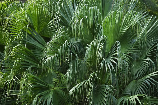 Close up of foliage.