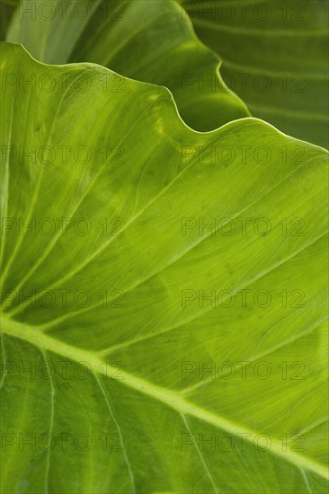 Close up of leaf.