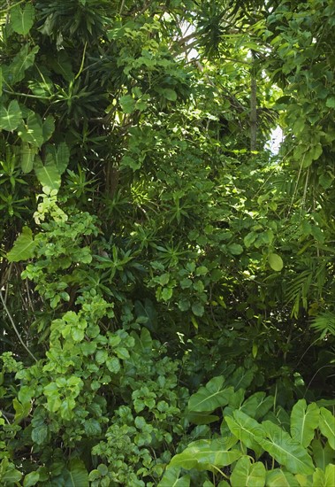 Assorted green plants outdoors.