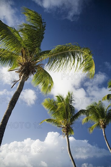 Low angle view of palm trees.