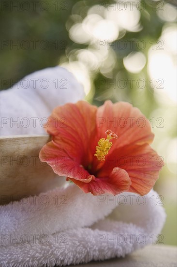 Close up of flower and towel.