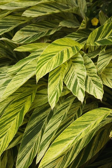 Close up of leaves.