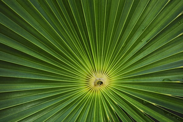 Close up of leaves.