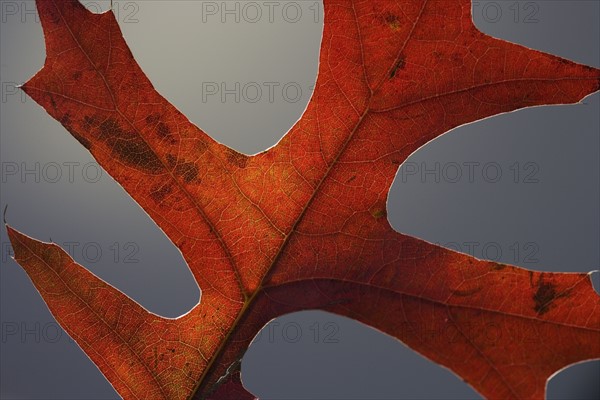 Close up of autumn leaf.