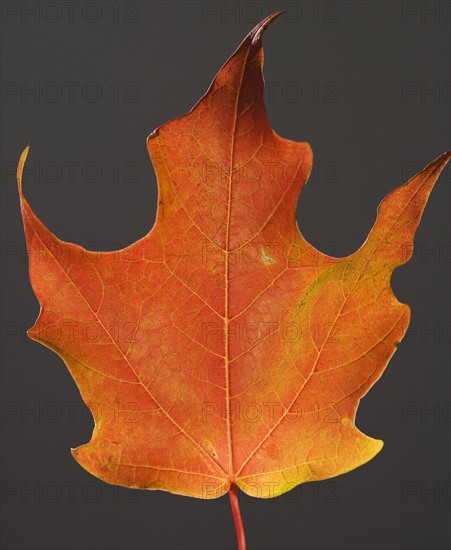 Close up of autumn leaf.