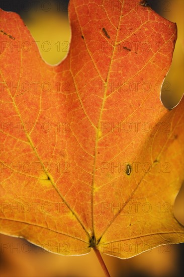 Close up of autumn leaf.