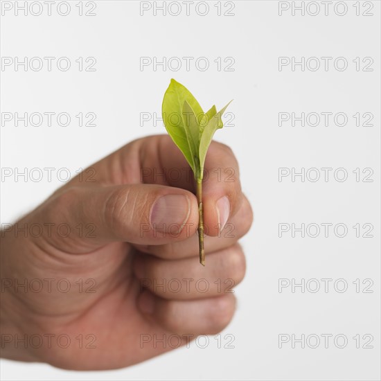 Close up studio shot of man holding leaf and stem.