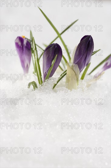 Flowers growing in snow.