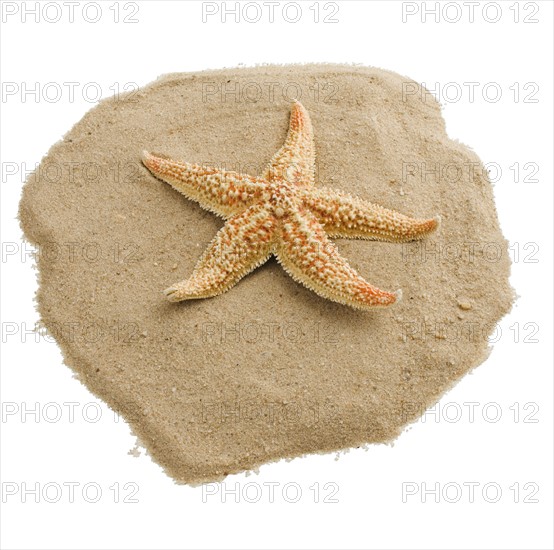 Starfish on sand.