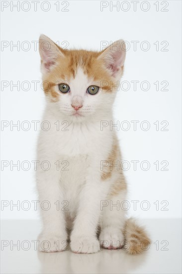 Studio shot of kitten.