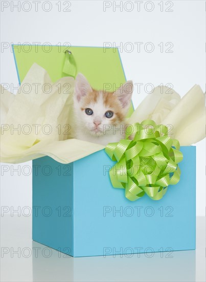 Kitten in gift box.