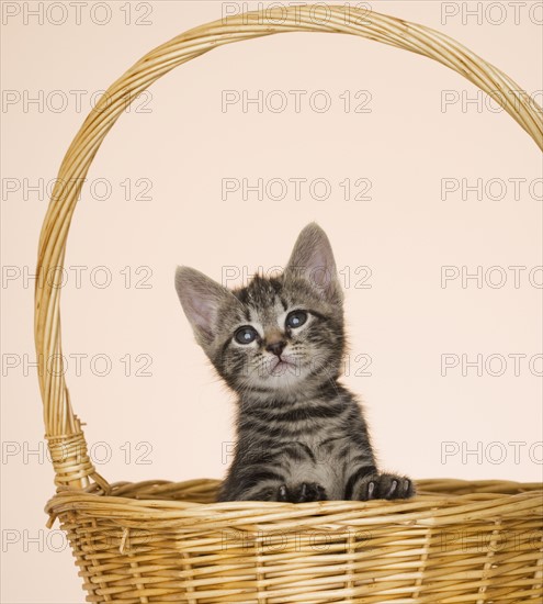 Kitten in basket.