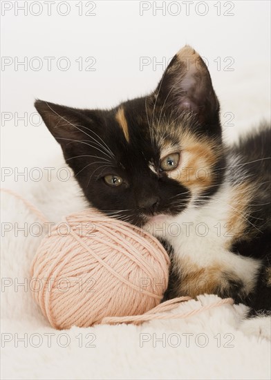 Kitten laying on ball of string.