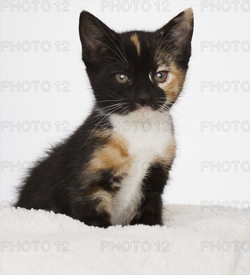 Kitten on blanket.