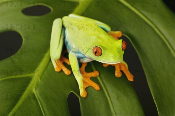 Tree frog on leaf.