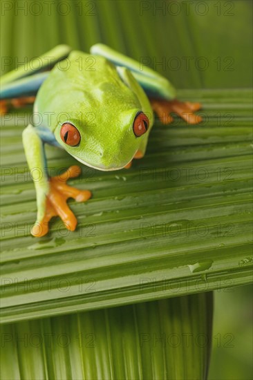 Tree frog on leaf.