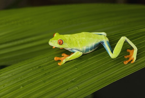 Tree frog on leaf.