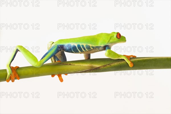 Tree frog on stem.