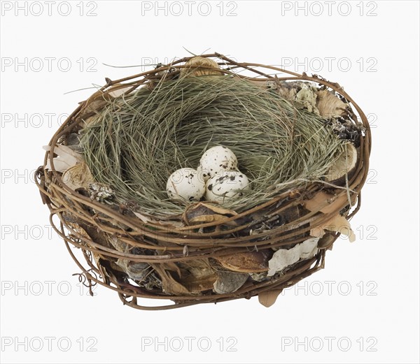 Close up of bird’s next with eggs.