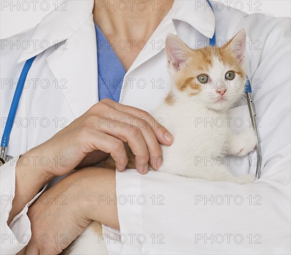 Veterinarian holding kitten.