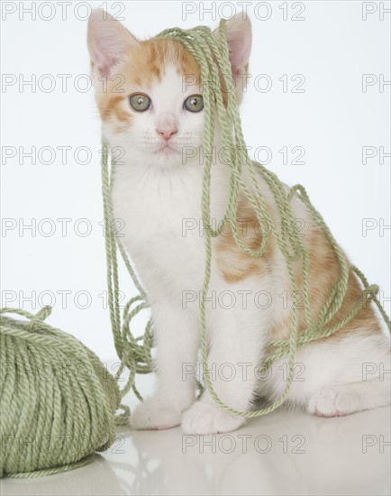 Kitten covered in yarn.