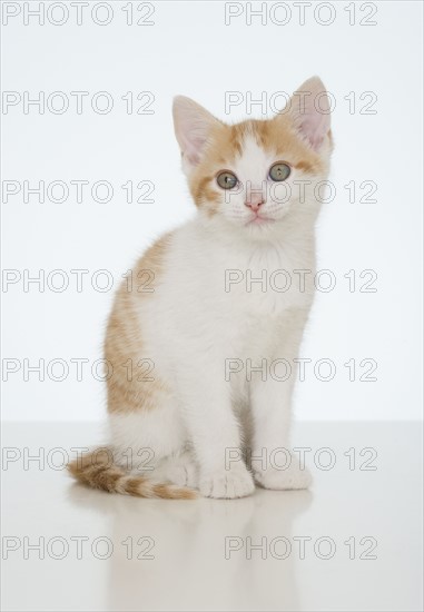 Studio shot of kitten.