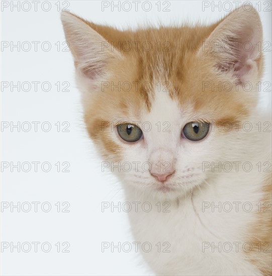 Studio shot of kitten.