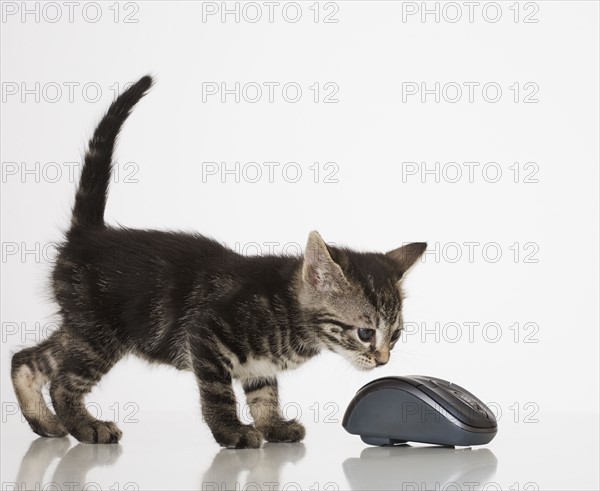 Kitten smelling computer mouse.