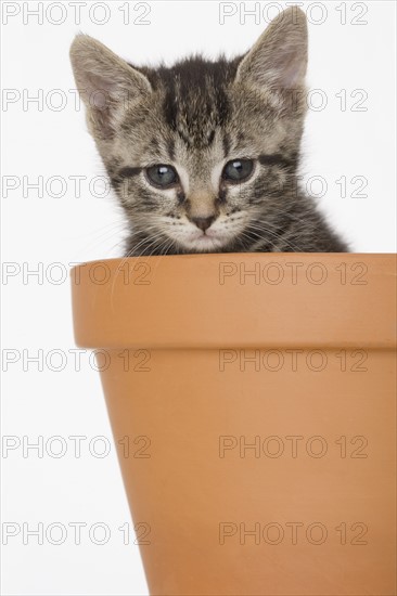 Kitten in terra cotta pot.