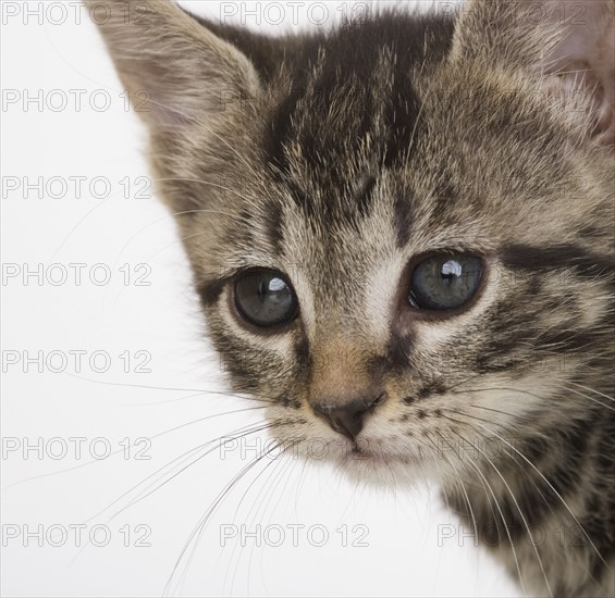 Close up of kitten.