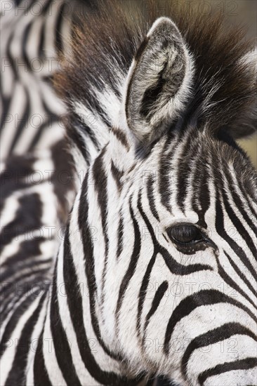 Close up of zebra.