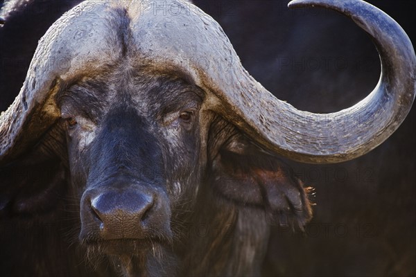 Close up of water buffalo.
