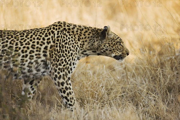 Leopard walking through grass.