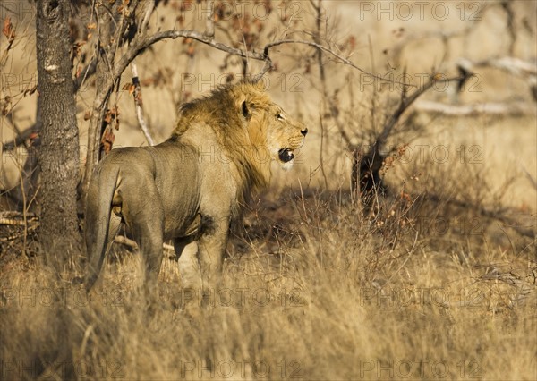 Male lion next to tree.