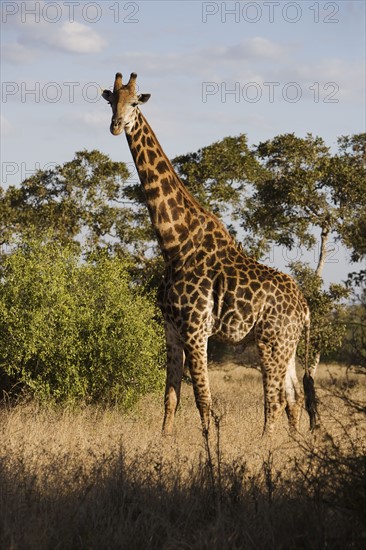 Giraffe standing in grass.