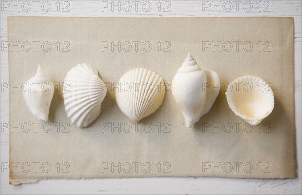 Overhead view of seashells. Date : 2006