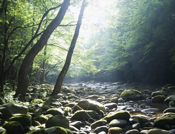 Smoky Mountain National Park USA. Date : 2006