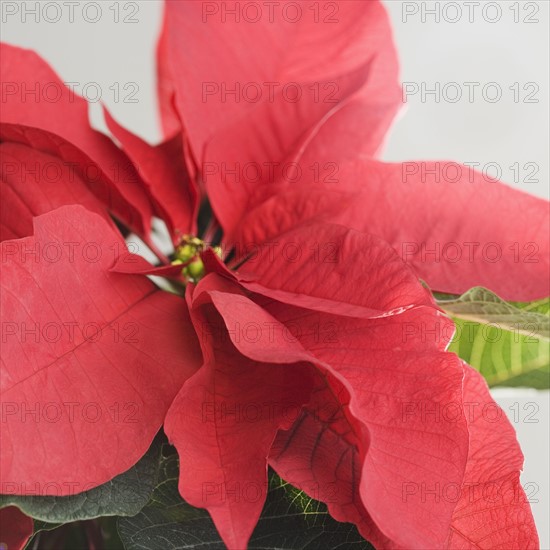 Close up of poinsettia. Date : 2006