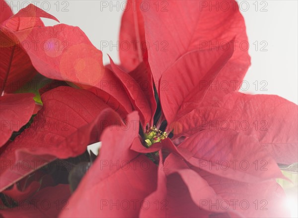 Close up of poinsettia. Date : 2006