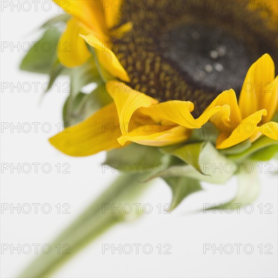 Close up of sunflower. Date : 2006