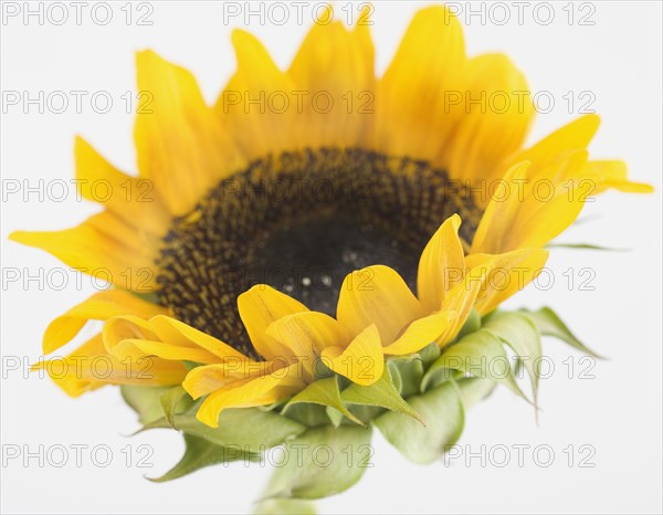 Close up of sunflower. Date : 2006
