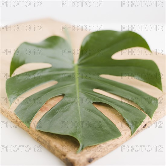 Close up of leaf on wooden board. Date : 2006