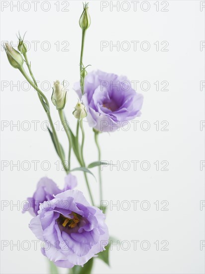 Studio shot of flowers. Date : 2006