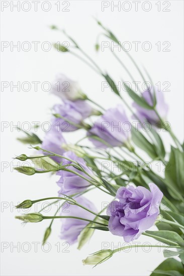 Studio shot of flowers. Date : 2006